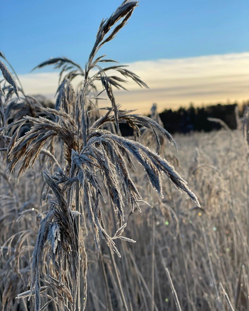 Wheat Stalk Close Up Stockholm 2020