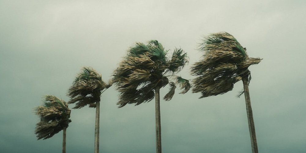 Palm Trees in Hurricane